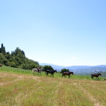 Castello_Romena_horse